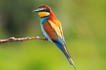 bird with feathers in all colors of the rainbow