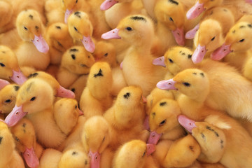 Cute ducklings breed mulard