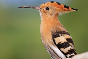 hoopoe long beak portrait © drakuliren