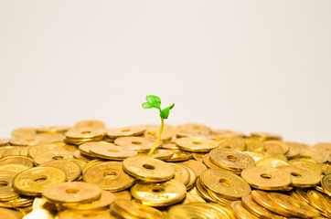 お金を産む植物。
