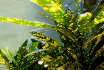 Fototapeta na wymiar background or texture of Leaves of ornamental plant
