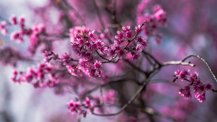Pink blossom flower.
