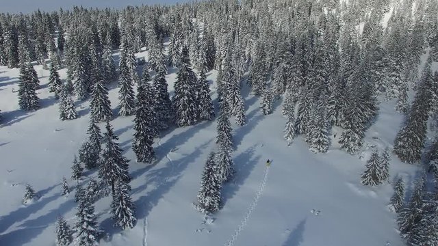 Aerial view on a traveler who is walking in snowshoes among huge fir trees on a mountain slope, paving his way in a deep snow, towards a peak. Amazing  adventure in a winter mountains.