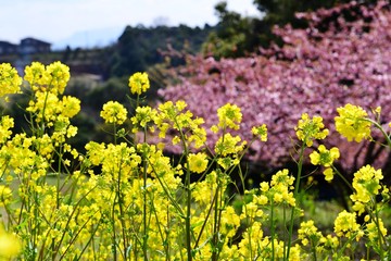 豊前の河津桜
