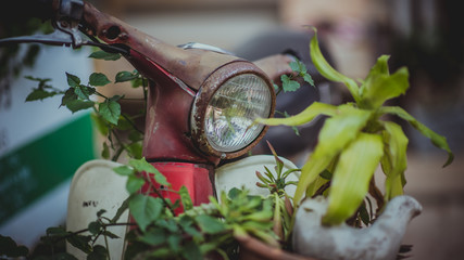 Green Plant In The Old Motorcycle.