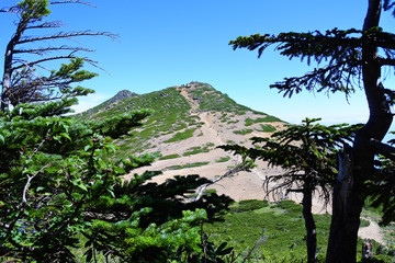 夏の根石岳　八ヶ岳