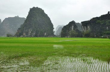 Fototapeta na wymiar Vietnam landscape. Rice fields and karst towers in Ninh Binh