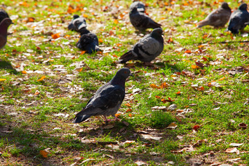 doves