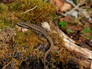 Waldeidechse ( (Zootoca vivipara )