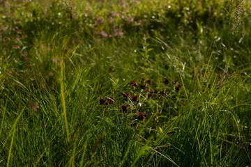 Flowers comarum paluste in thickets of dense marsh grass