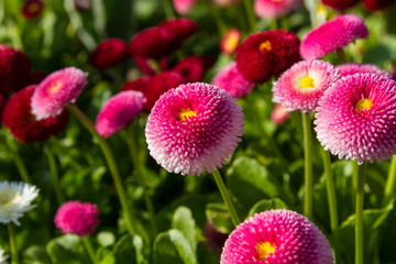 Pink Bellis Flowers