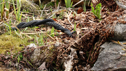 Kreuzottern ( Vipera berus ) beim  Kommentkampf 1
