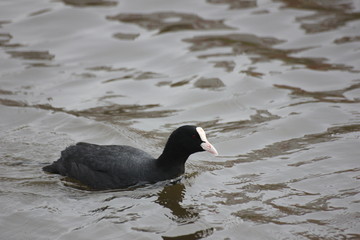 river wild bird coot floats on the water