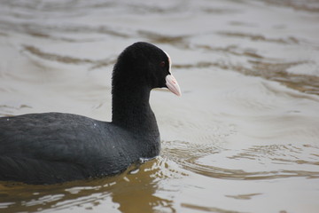 river wild bird coot floats on the water