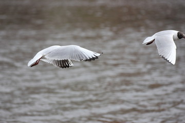 river Seagull in flight and on the water