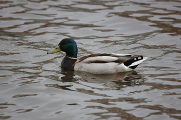 river bird coot
