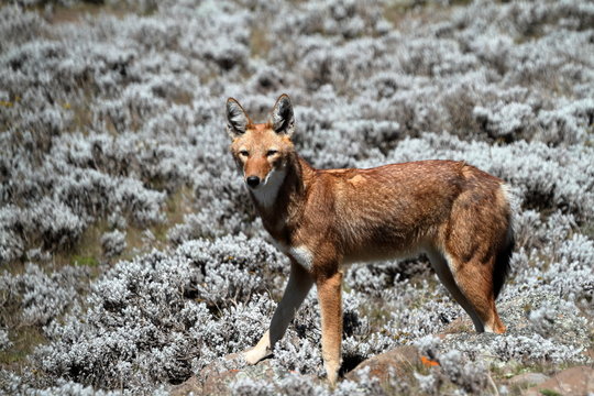 Fototapeta Der Äthiopische Wolf in den Bale Mountains von Äthiopien in Afrika 
