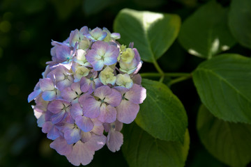 紫陽花