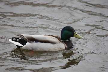 river wild duck floats on water