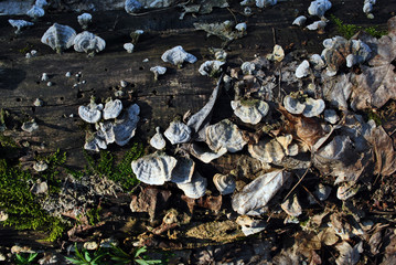 Mushrooms on an old tree trunk, background