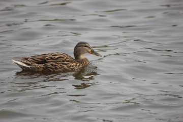 river wild duck swims on the river