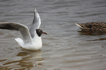 river gulls in flight over the river