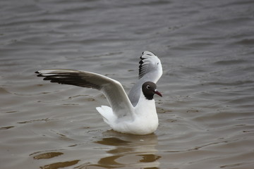 river Seagull in flight and on the water