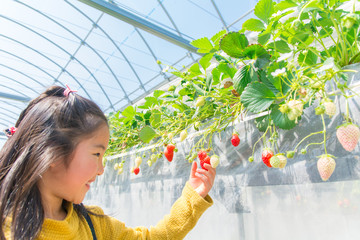 イチゴ狩りイメージ