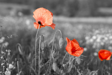 Red poppies