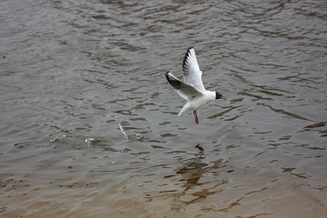 river gulls in flight over the river