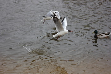 river gulls in flight over the river
