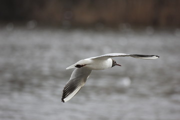 Fototapeta na wymiar river gulls in flight over the river