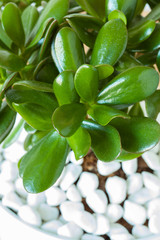 houseplant Crassula ovata jade plant money tree in white pot