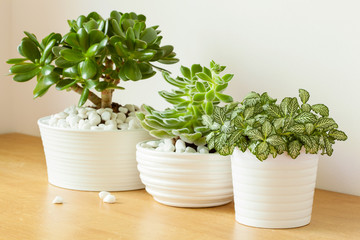 Naklejka premium houseplants fittonia albivenis, crassula ovata, echeveria in white pots