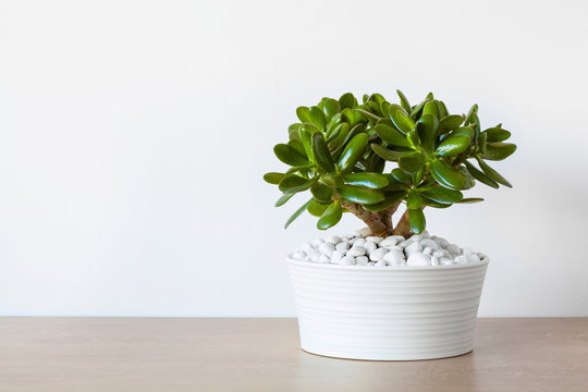 Jade Plant" Images – Browse 11,429 Stock Photos, Vectors, and Video | Adobe  Stock