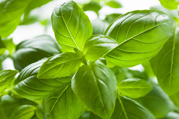 Fototapeta na wymiar fresh basil leaves herb background