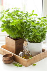 fresh basil herb in pot olive oil kitchen window