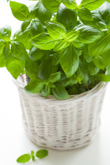 fresh basil herb in a pot