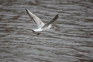 Naklejka premium river Seagull in flight and on the water