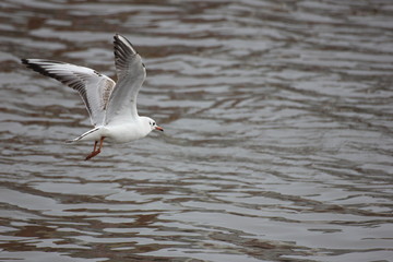 river Seagull in flight and on the water