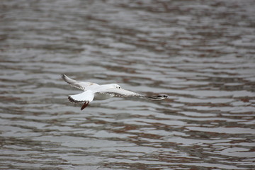 Fototapeta na wymiar gull river in the spring