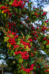 red berries
