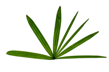 Fototapeta premium Green leaf on white