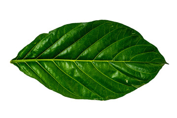 Green leaf on white