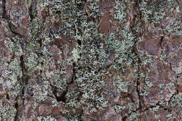 Grey and green lichen on tree