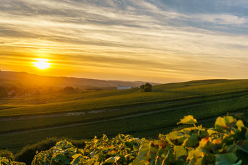 Champagne Vineyards at sunset, Montagne de Reims, France