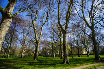 Obraz premium Green park, London, UK.