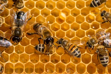 Fotobehang closeup of bees on honeycomb in apiary © diyanadimitrova