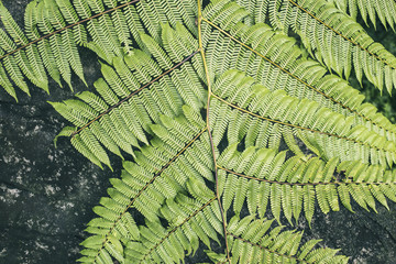 tropical fern branch