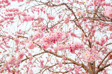 blooming sakura tree